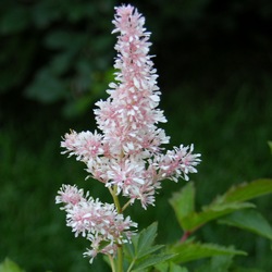 Астильба Юник Силвер Пинк купить во Владимире