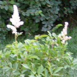 Астильба Юник Силвер Пинк купить во Владимире