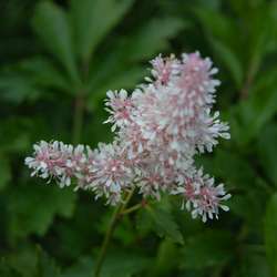 Астильба Юник Силвер Пинк купить во Владимире