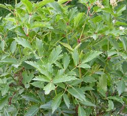 Астильба Юник Силвер Пинк купить во Владимире