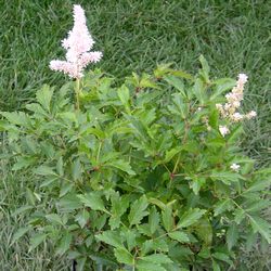 Астильба Юник Силвер Пинк купить во Владимире