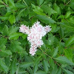 Астильба Юник Силвер Пинк купить во Владимире