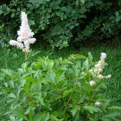 Астильба Юник Силвер Пинк купить во Владимире