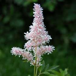 Астильба Юник Силвер Пинк купить во Владимире