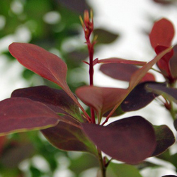 Барбарис Тунберга Атропурпурея купить во Владимире