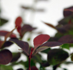 Барбарис Тунберга Атропурпурея купить во Владимире