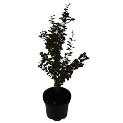 Барбарис Тунберга Атропурпурея купить во Владимире