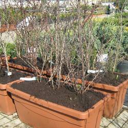 Барбарис Тунберга Атропурпурея купить во Владимире