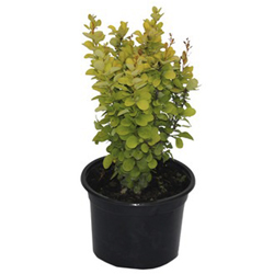 Барбарис Тунберга Голден Рокет купить во Владимире