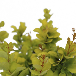 Барбарис Тунберга Голден Рокет купить во Владимире