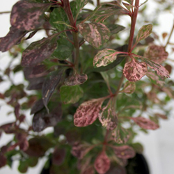 Барбарис Тунберга Арлекин купить во Владимире