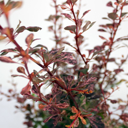 Барбарис Тунберга Арлекин купить во Владимире