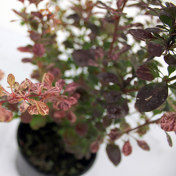 Барбарис Тунберга Арлекин купить во Владимире