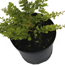 Барбарис Тунберга Келлерис купить во Владимире