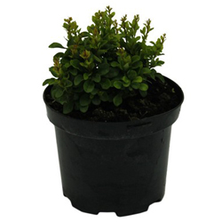 Барбарис Тунберга Коболд купить