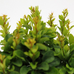 Барбарис Тунберга Коболд купить во Владимире