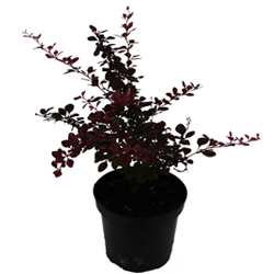 Барбарис Тунберга Пинк Куин купить во Владимире