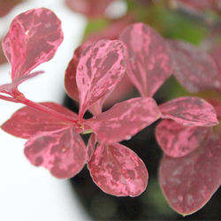 Барбарис Тунберга Пинк Куин купить во Владимире