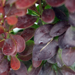 Барбарис Тунберга Ред Пиллар купить в Нижнем Новгороде