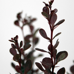 Барбарис Тунберга Ред Пиллар купить в Нижнем Новгороде