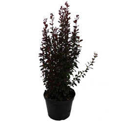 Барбарис Тунберга Ред Пиллар купить в Нижнем Новгороде