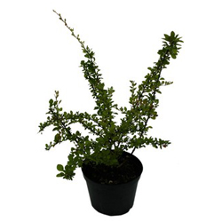 Барбарис Тунберга Смарагд купить во Владимире