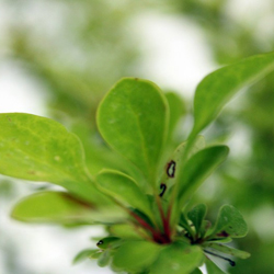 Барбарис Тунберга Смарагд купить во Владимире