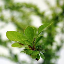 Барбарис Тунберга Смарагд купить во Владимире