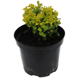 Барбарис Тунберга Тини Голд купить во Владимире