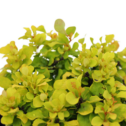 Барбарис Тунберга Тини Голд купить во Владимире