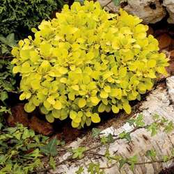 Барбарис Тунберга Тини Голд купить во Владимире