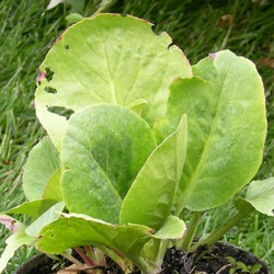 Бадан сердцелистный купить