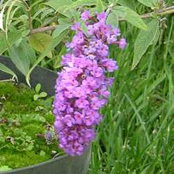 Буддлея Давида Бордер Бьюти купить во Владимире