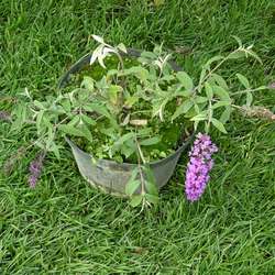 Буддлея Давида Бордер Бьюти купить во Владимире