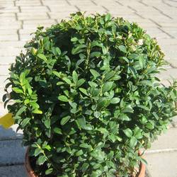 Самшит вечнозелёный (шаровидный) купить в Нижнем Новгороде