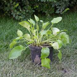 Колокольчик скученный Суперба купить в Нижнем Новгороде