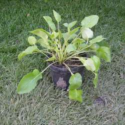 Колокольчик скученный Суперба купить в Нижнем Новгороде