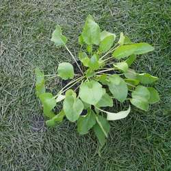 Колокольчик скученный Суперба купить в Нижнем Новгороде