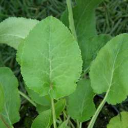 Колокольчик скученный Суперба купить в Нижнем Новгороде