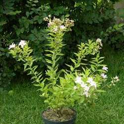 Колокольчик молочноцветковый Лоддон Анна купить в Нижнем Новгороде