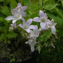 Колокольчик молочноцветковый Лоддон Анна купить в Нижнем Новгороде