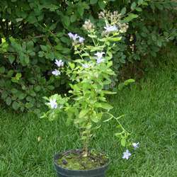 Колокольчик молочноцветковый Причардс Вариети купить в Нижнем Новгороде