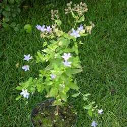 Колокольчик молочноцветковый Причардс Вариети купить в Нижнем Новгороде