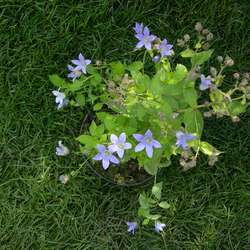 Колокольчик молочноцветковый Причардс Вариети купить в Нижнем Новгороде