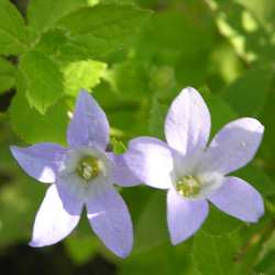 Колокольчик молочноцветковый Причардс Вариети купить в Нижнем Новгороде