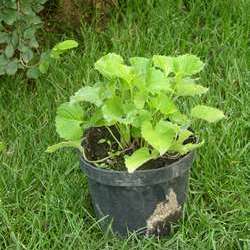 Колокольчик точечный  Зарастро купить во Владимире