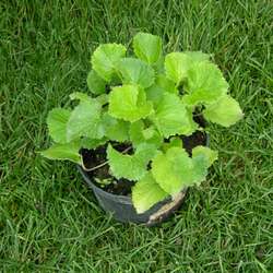 Колокольчик точечный  Зарастро купить во Владимире