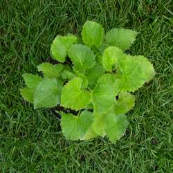 Колокольчик точечный  Зарастро купить во Владимире