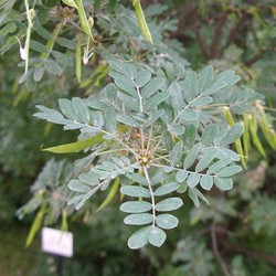 Карагана (акация) древовидная Вокер купить в Нижнем Новгороде