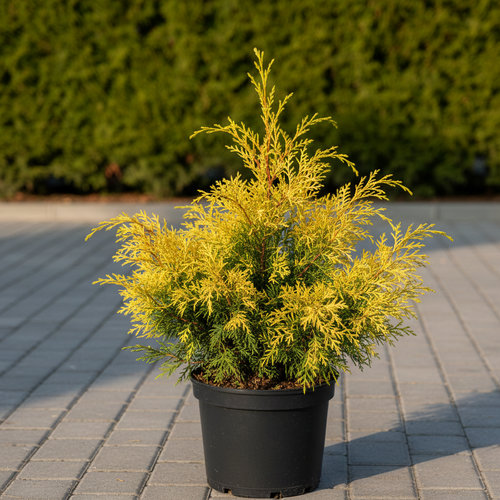 Кипарисовик горохоплодный Сан Голд купить в Кирове